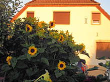 Ostseebad Insel Poel - Ferienwohnungen Familie Baberowski