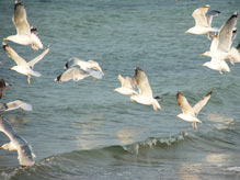 Ostseebad Insel Poel - Ferienwohnungen Familie Baberowski